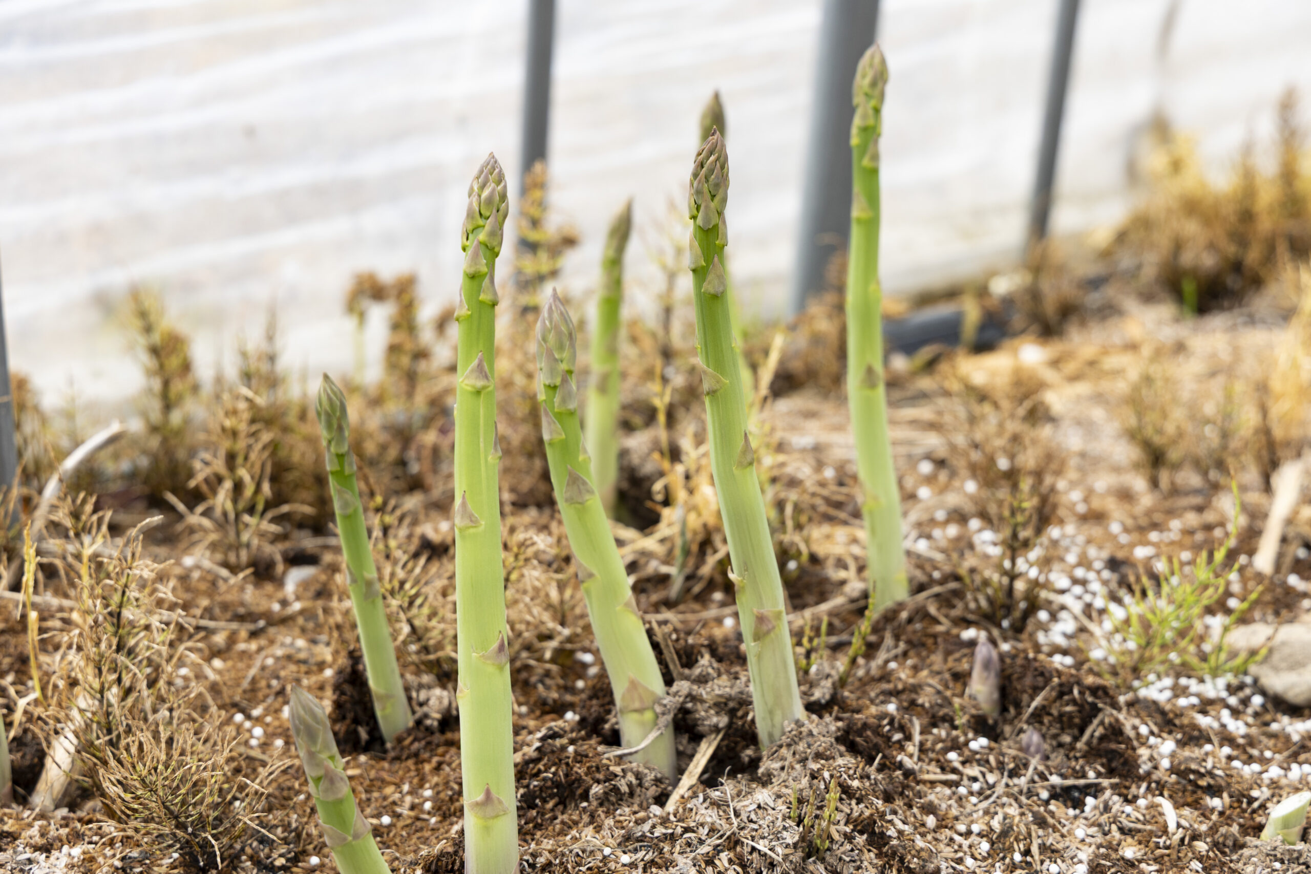 待ちわびた、春の新芽